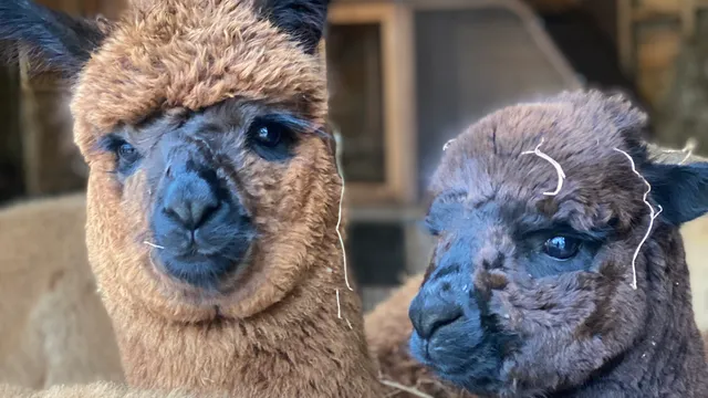 Woodlands Alpaca Farm