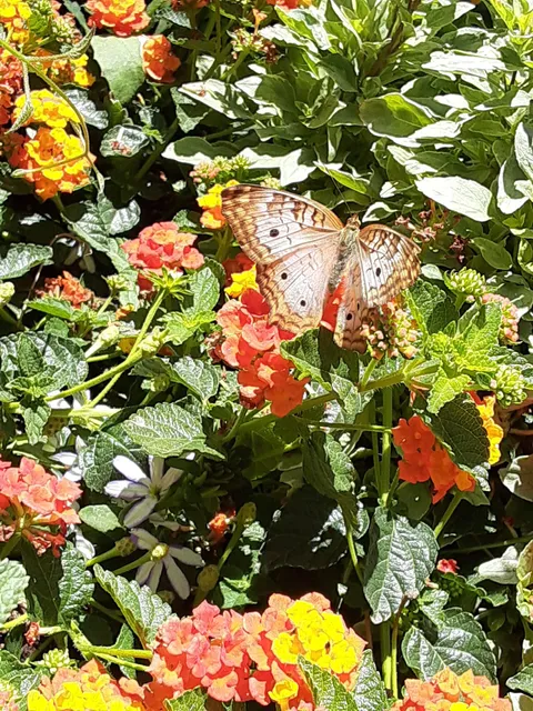 Butterflies and Bees