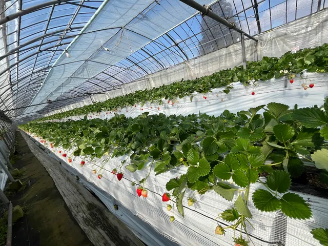 Couples Fruit Country