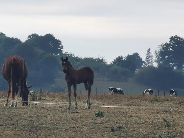 Elevage Mouche, Bellet