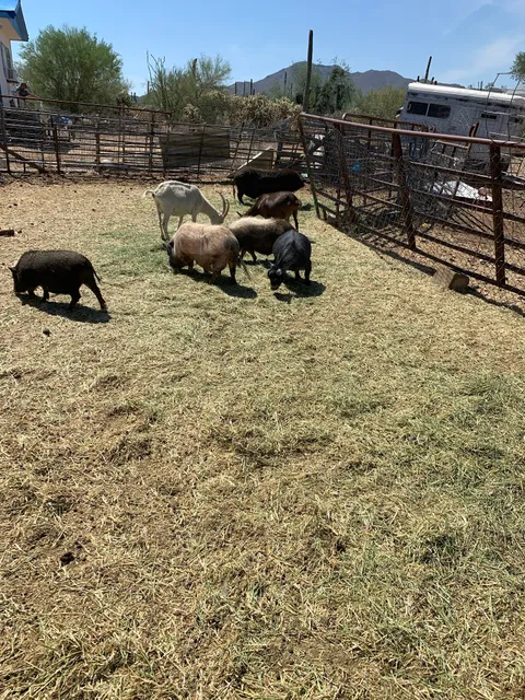 HoofsnHorns Farm Sanctuary