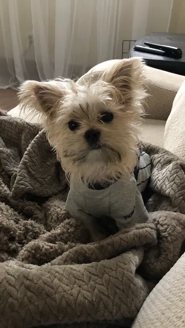 Rockstar Puppy Boutique