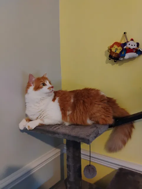 Community Cats of Palm coast