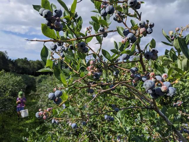 S.Kamphuis Blueberries