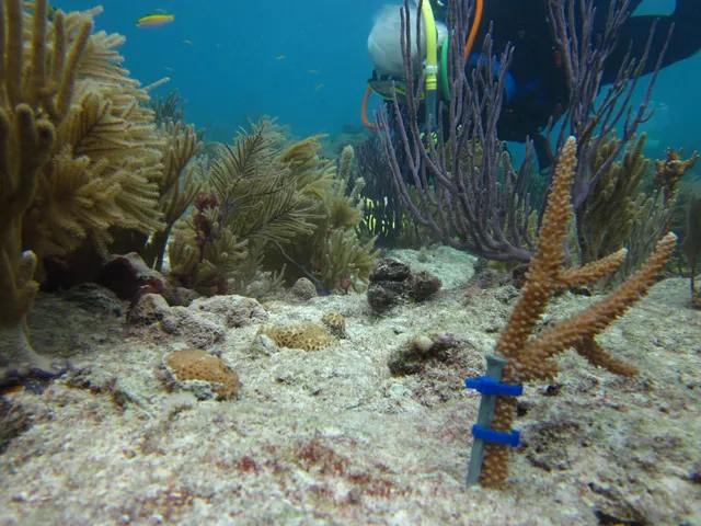 Rescue a Reef program
