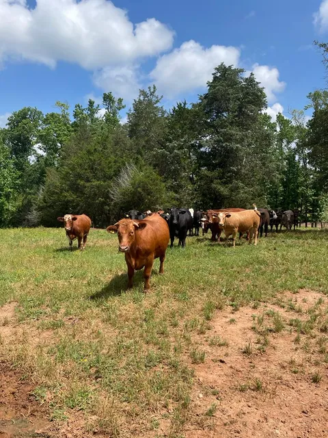 Little Springs Cattle Co.