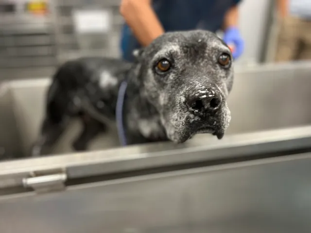 ABC Veterinary Hospital Pacific Beach