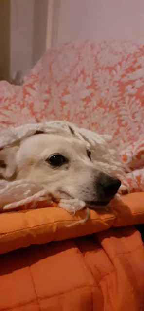 Nuovo Rugantino C. R.