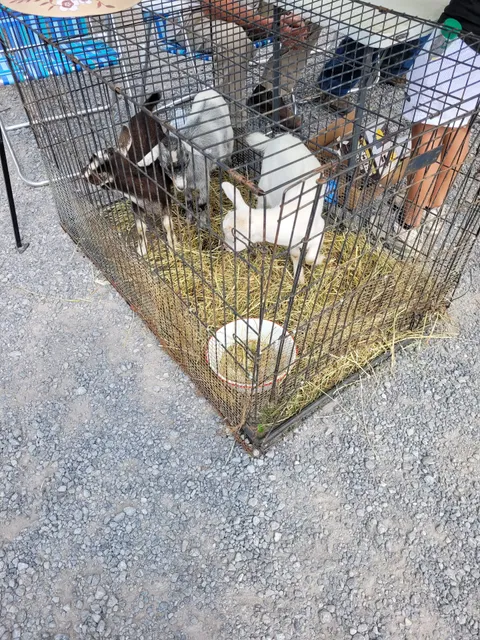 Morristown Livestock & Auction Co