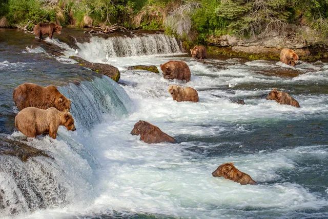Brooks Falls Bear Viewing Platform