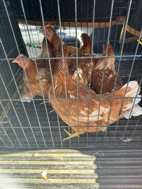 Leird Land and Cattle