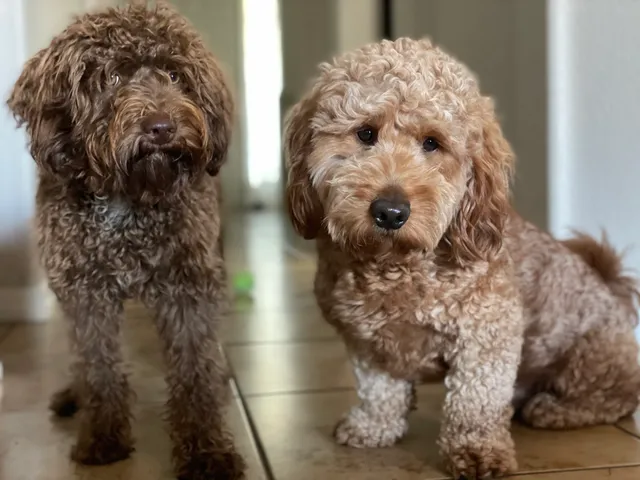 Waterford Lakes Animal Hospital