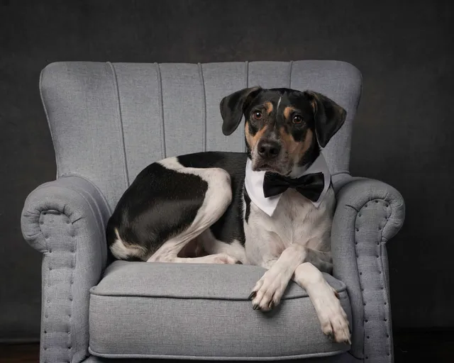 The Animal League (South Lake Animal League)