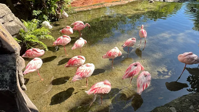 Lesser Flamingo Exhibit