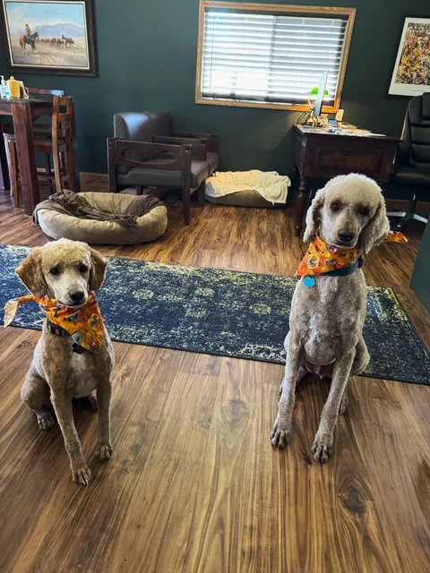 Crazy Cat Dog Grooming