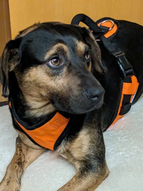 Braxton County Animal Shelter