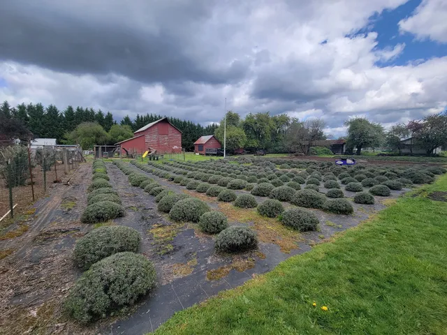 Scented Acres Lavender Farm