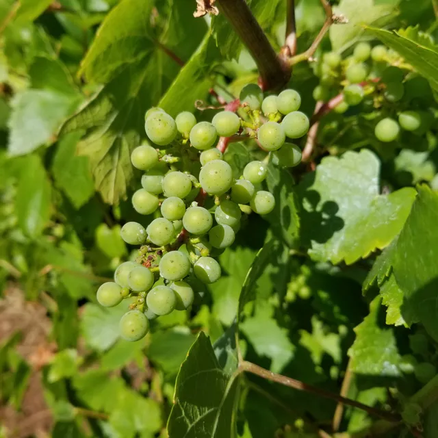 Forest Edge Vineyard