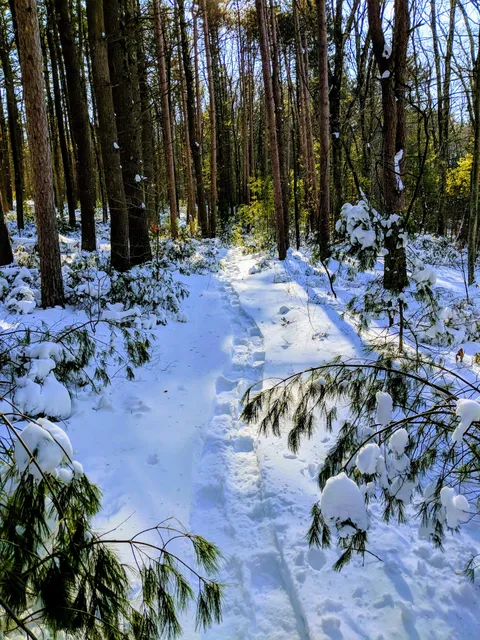Marlborough-Sudbury State Forest