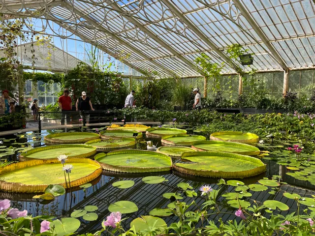 Waterlily House
