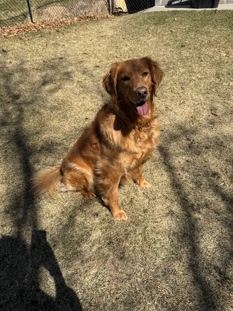 Retrieve a Golden of the Midwest (RAGOM)