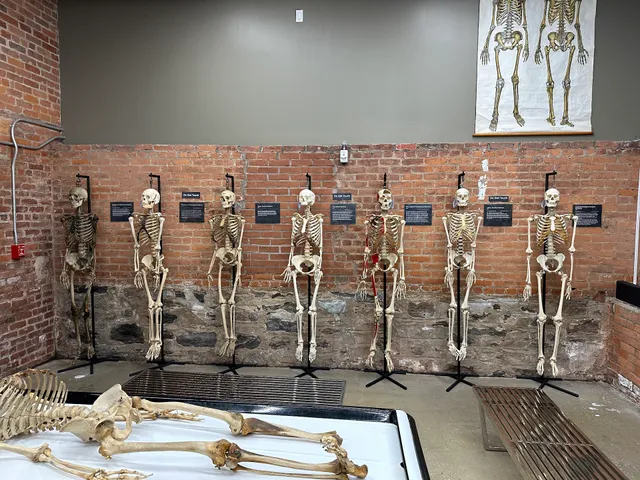 The Bone Museum