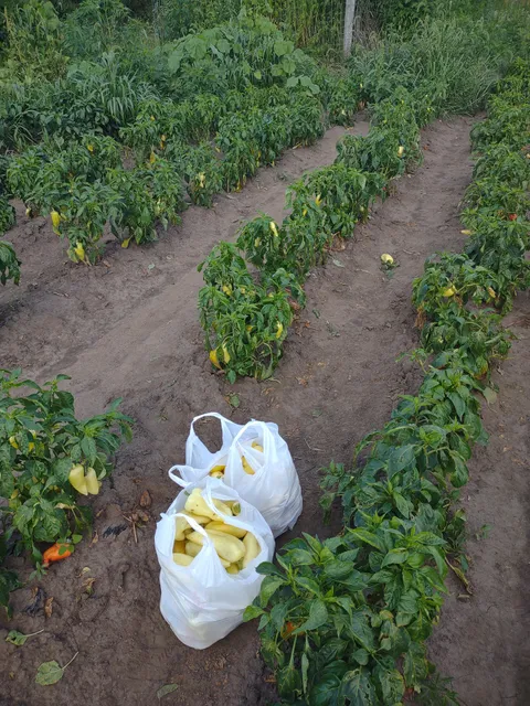 Hoffman Produce Farms