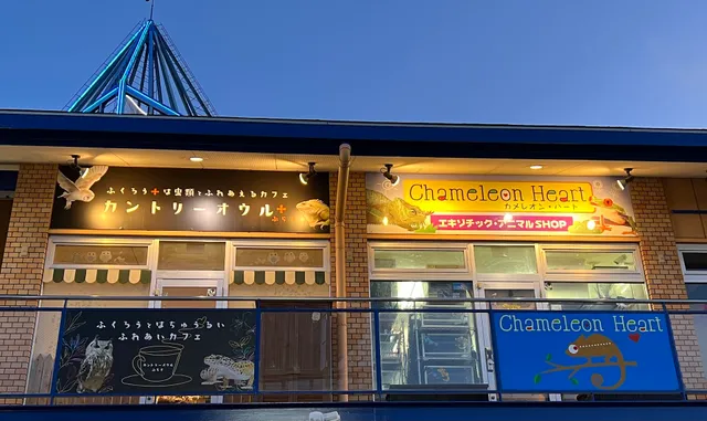 ふくろう✙は虫類とふれあえるカフェ カントリーオウルぷらす