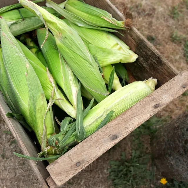 Waldport Wednesday's Market
