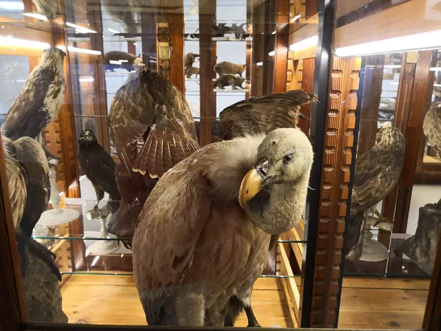 Museu de la Universitat de València d'Història Natural