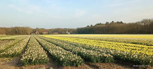 Duin-en-Bollenstreek Knoopunt 42