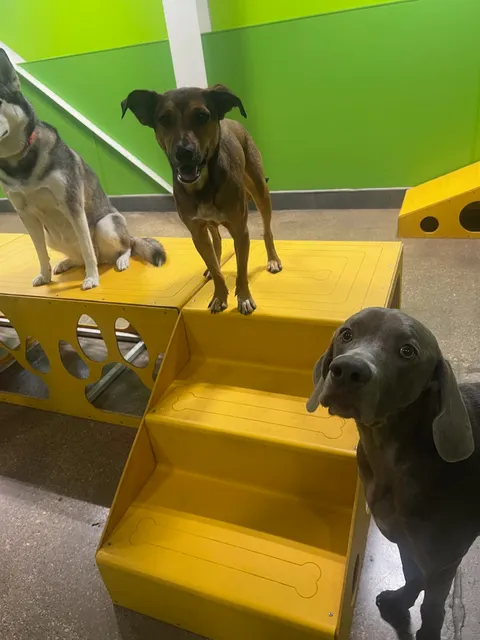 PetSuites Lewisville