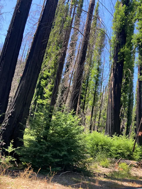Redwood Loop Trail