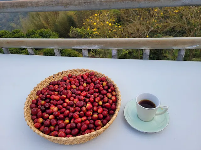 部舞咖啡莊園（咖啡園大整理目前不開放入園）