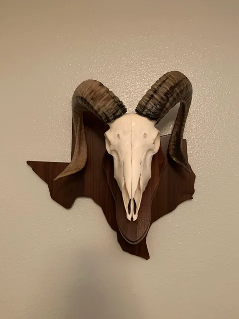 Prime Time Taxidermy