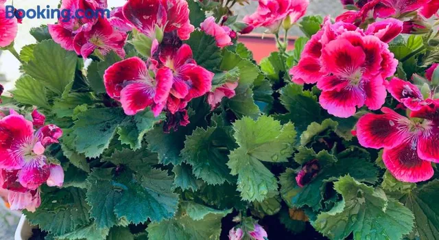 Apartments Alfacinha Ajuda