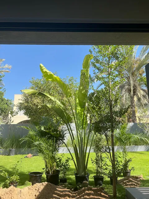 Plantsworld.aeI UAE's Most Trusted Indoor and Outdoor Online Plant Shop