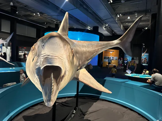 Shark exhibition at Frost Museum