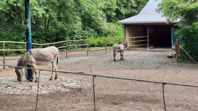 Tiergehege im Sahn Park