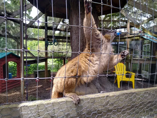 Chase Sanctuary and Wildlife Conservancy, 501-C(3)