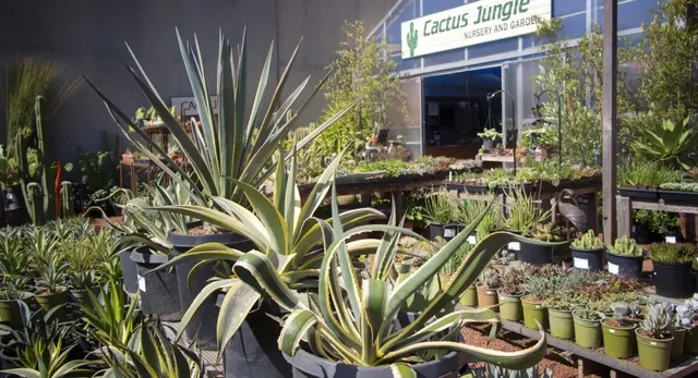 Cactus Jungle Nursery and Garden