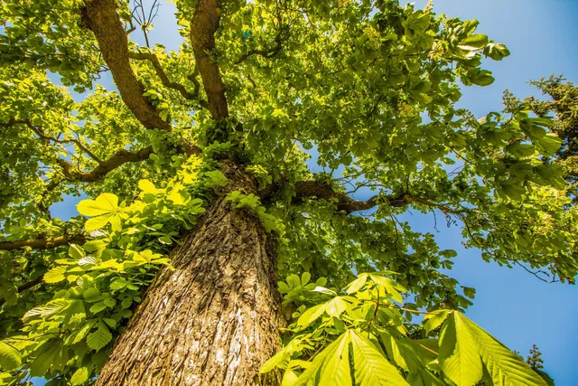 Kastanienhof Spreewald, Inh. Doris Stoppa