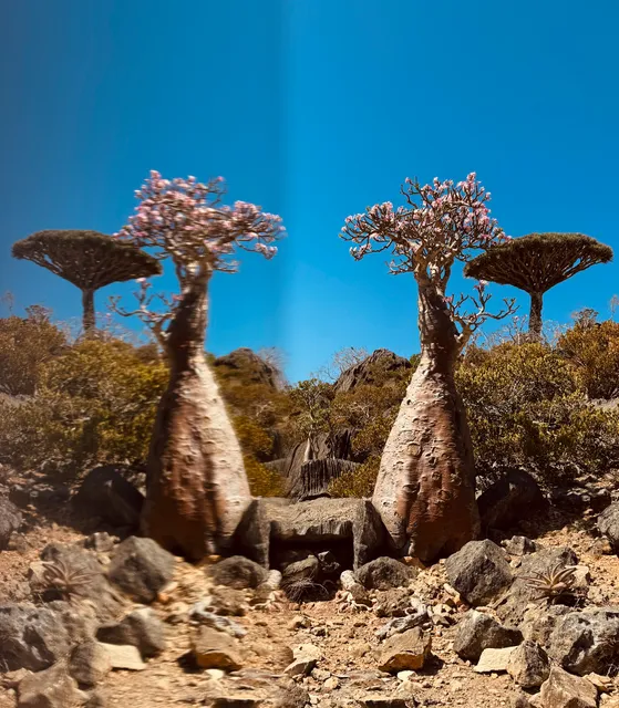 Firmihin Dragon's Blood Tree Forest