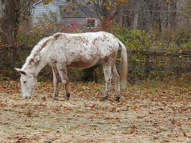 Save-A-Buck Tack Store