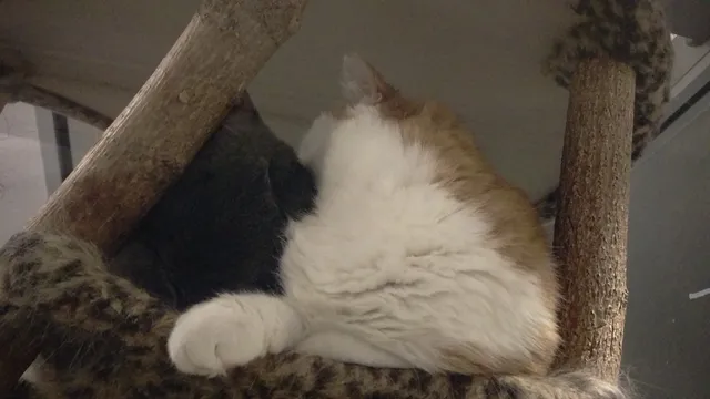 MetroWest Humane Society