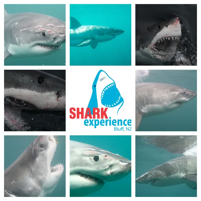Shark Experience - Shark Cage Diving