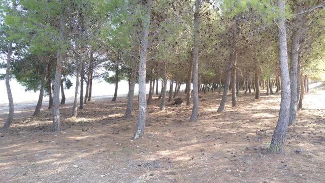 photo-1