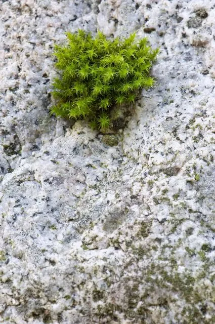 Shelters of Emperor army in WW2