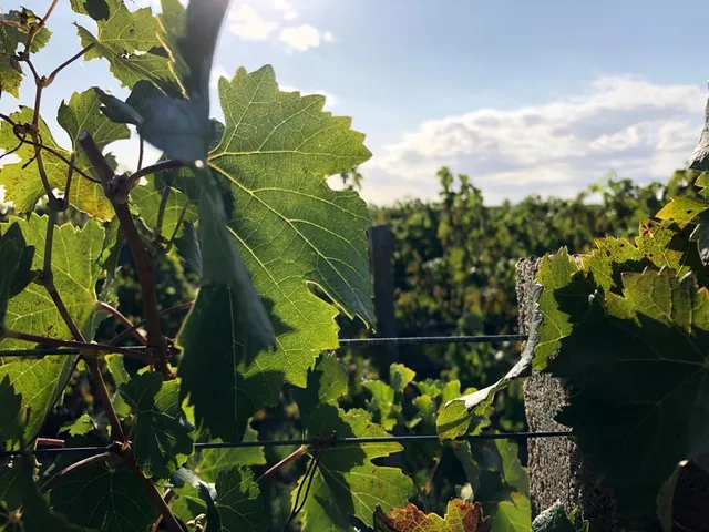 Bodega Familia Dardanelli