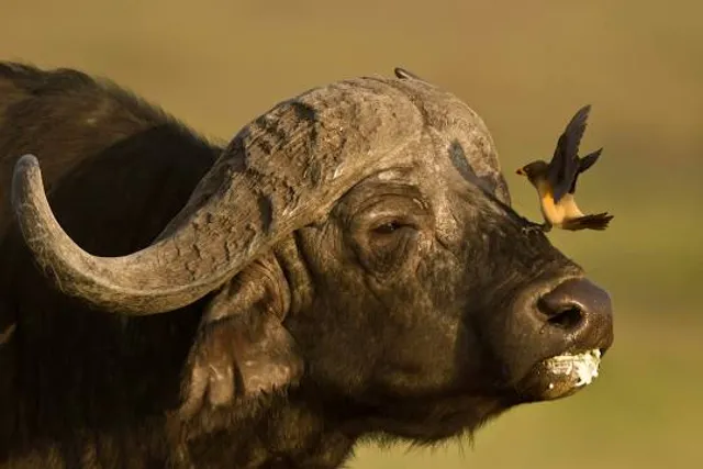 Dr. David J. Guzmán National Museum
